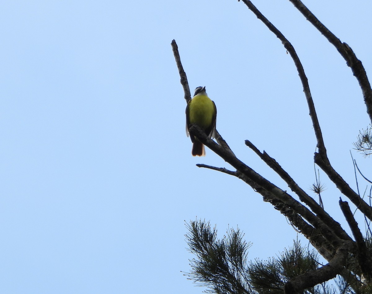 Bienteveo Común - ML647781453