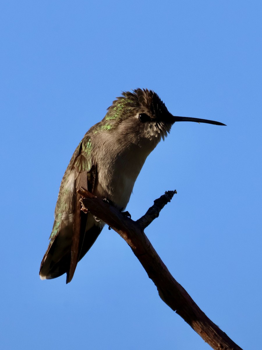 Colibrí de Costa - ML647781455
