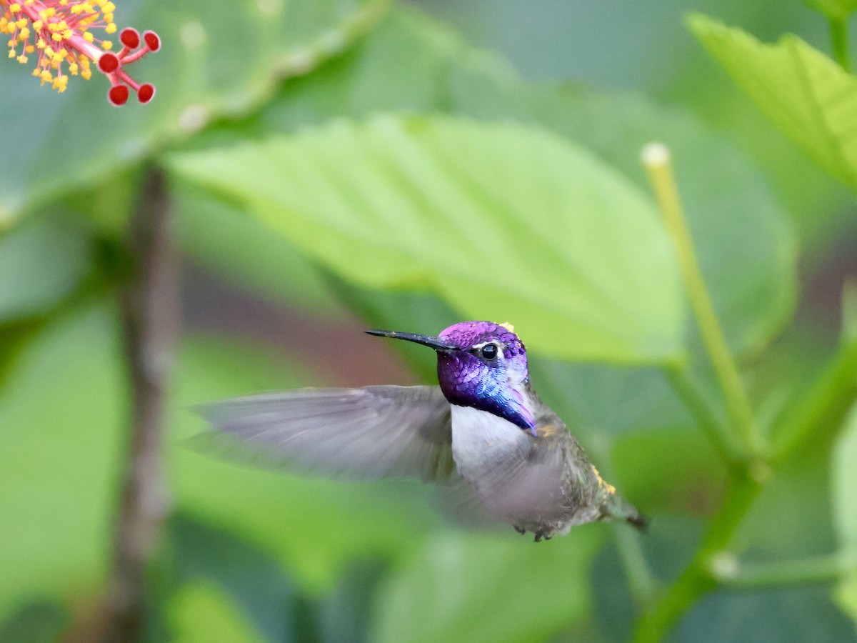 Colibrí de Costa - ML647781456