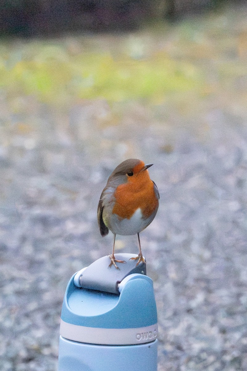 Petirrojo Europeo - ML647781457