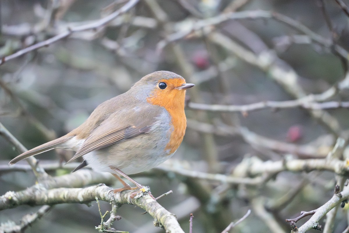 Petirrojo Europeo - ML647781459