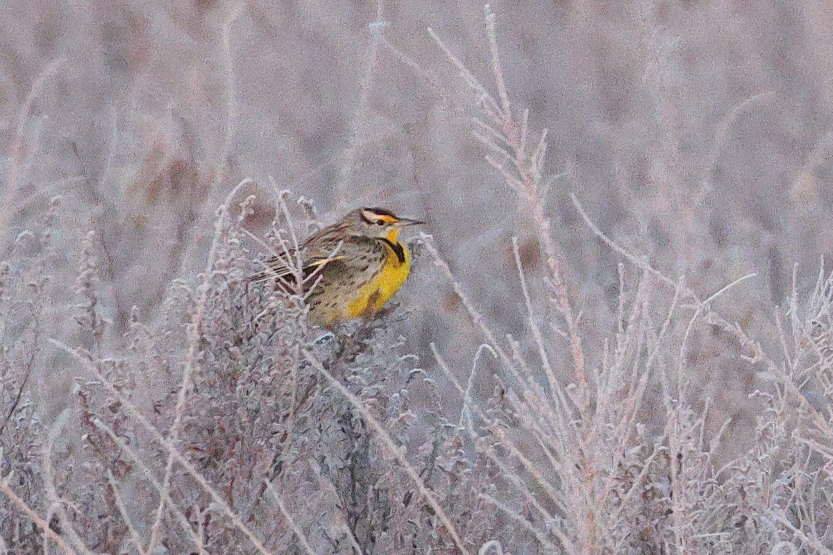 Pradero Oriental - ML647781460