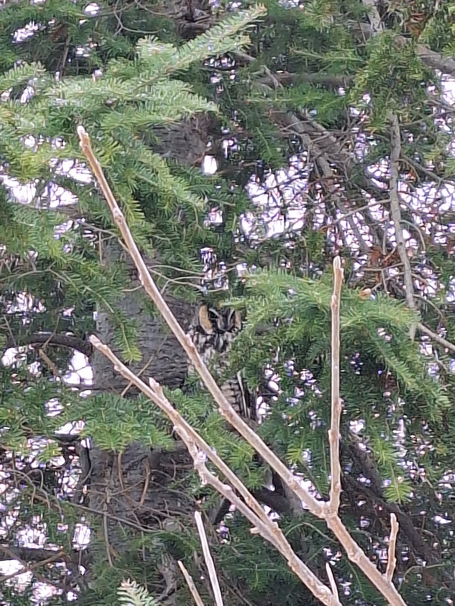 Búho Chico - ML647781461