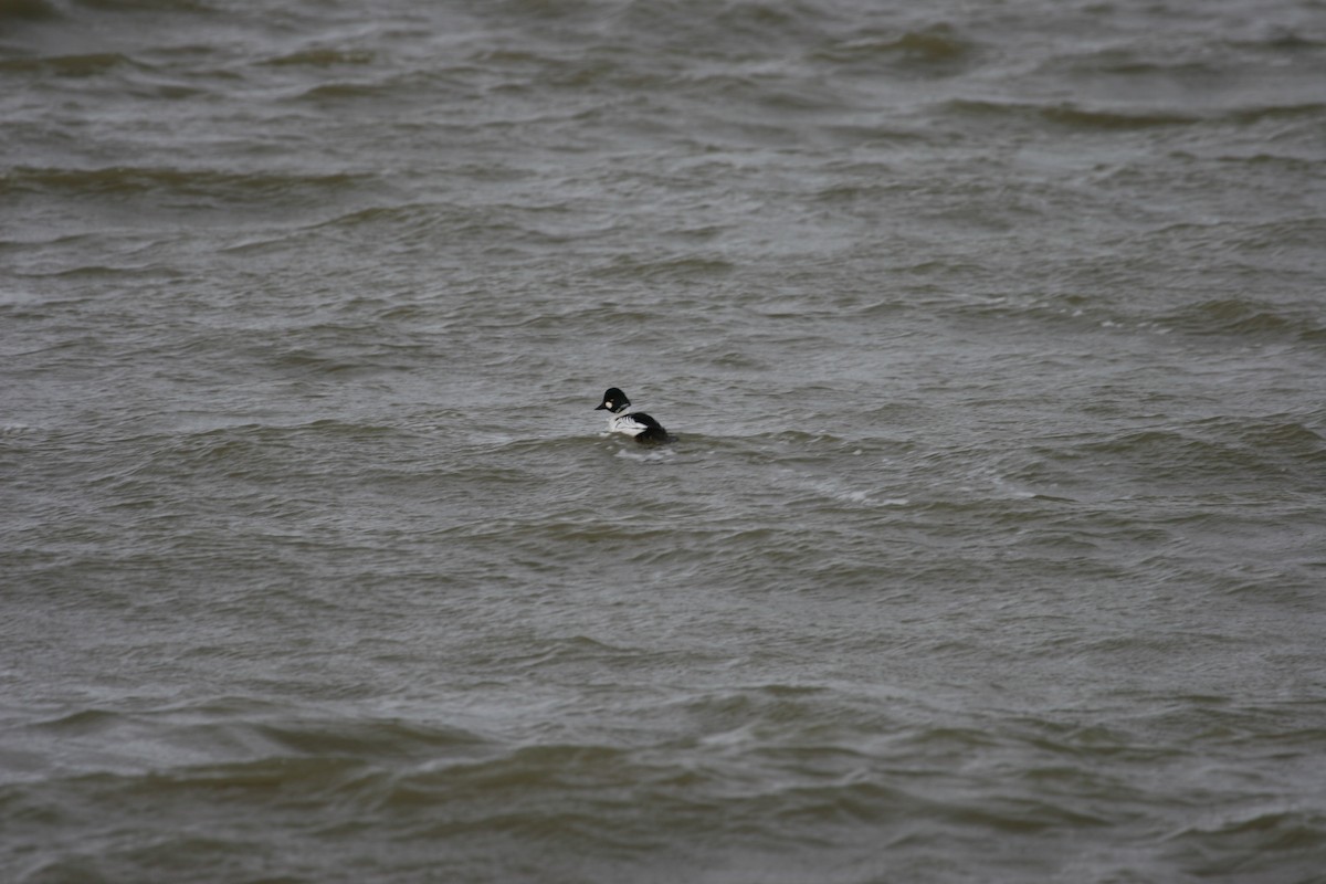 Porrón Osculado - ML647781462