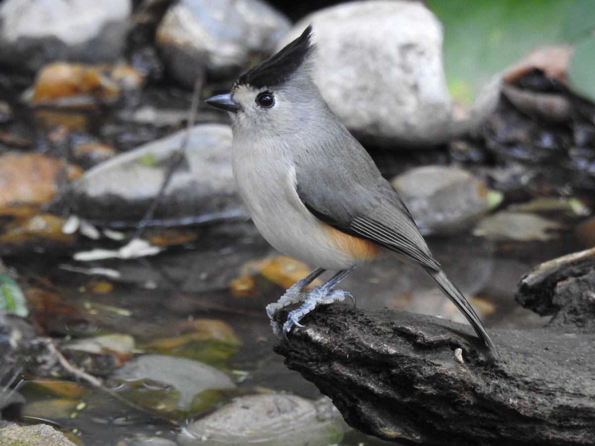 Herrerillo Crestinegro - ML647781464