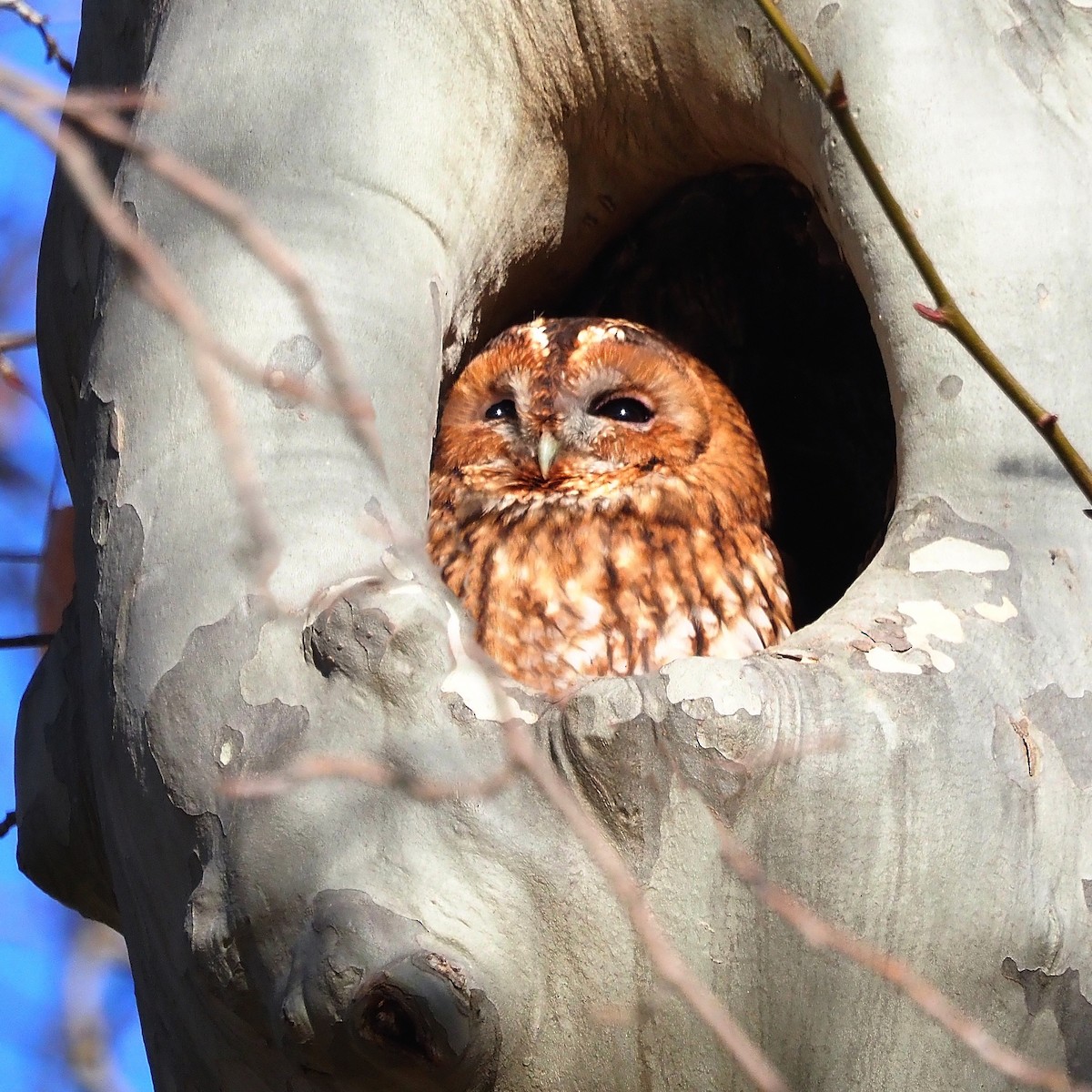 Cárabo Común - ML647781465