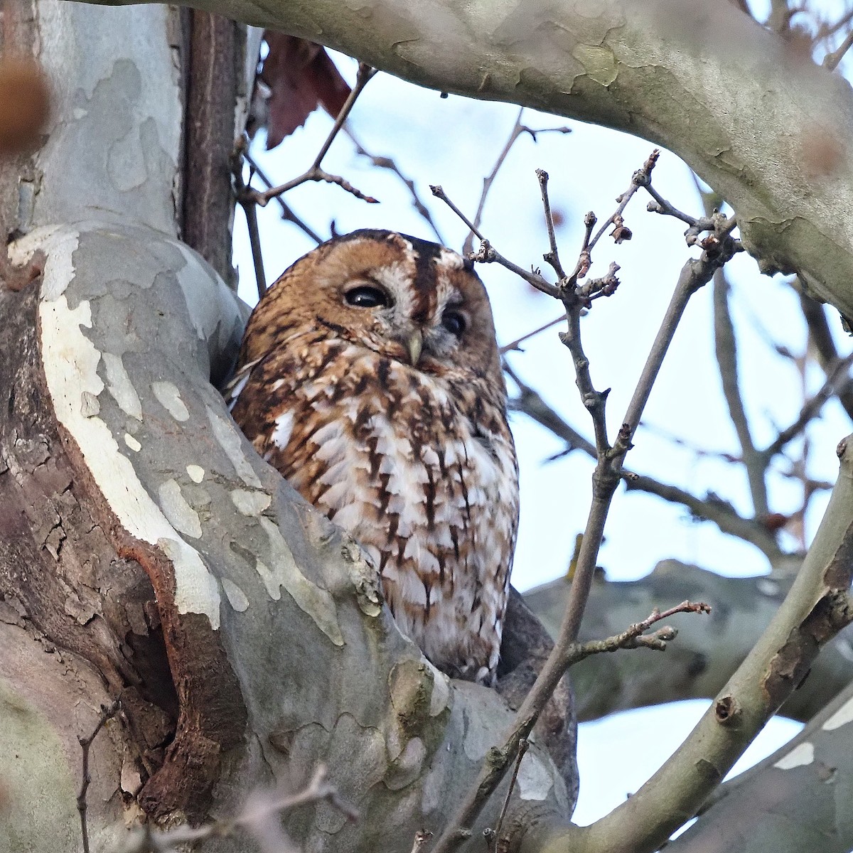 Cárabo Común - ML647781466