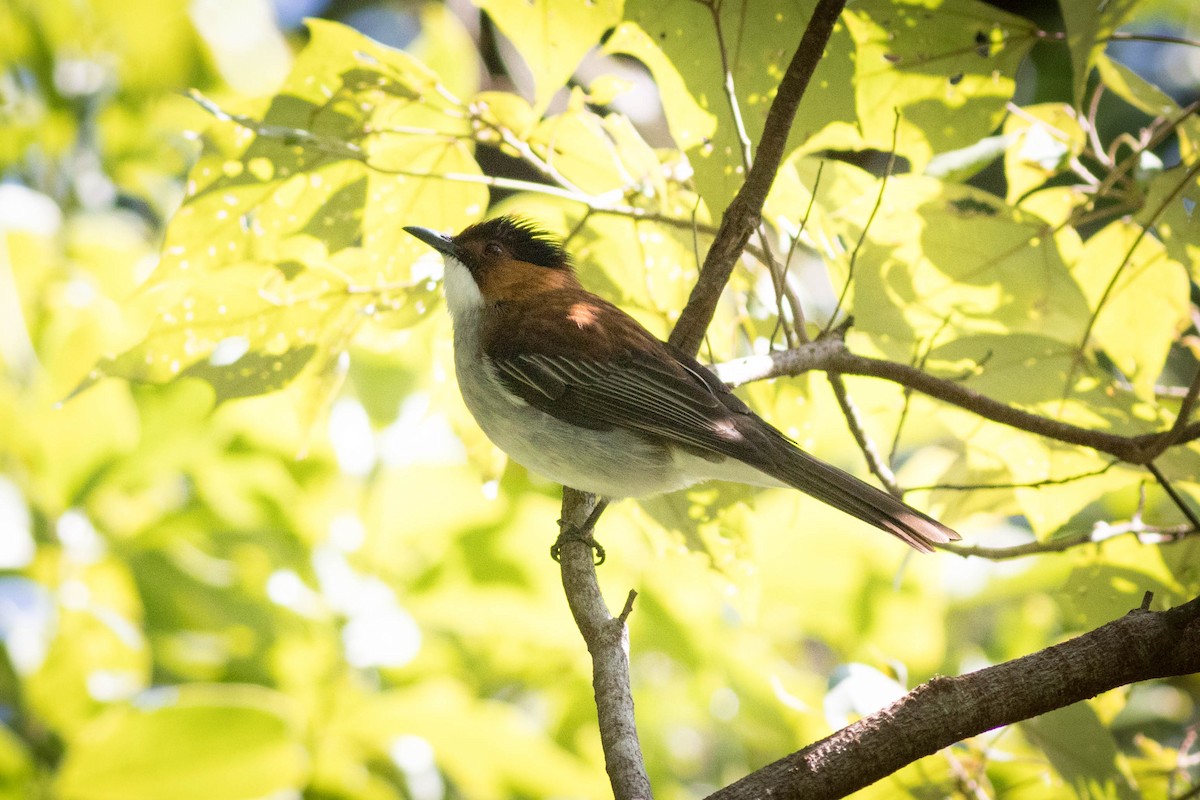 Bulbul Castaño - ML647781471