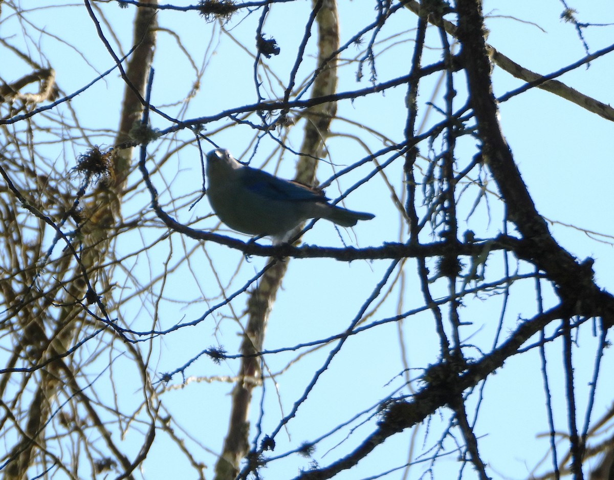 Tangara Azuleja - ML647781472