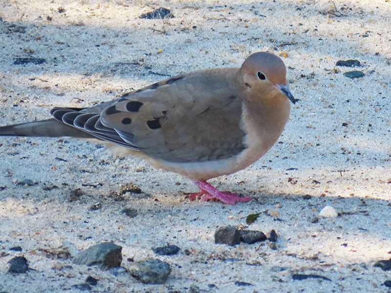 Zenaida Huilota - ML647781473