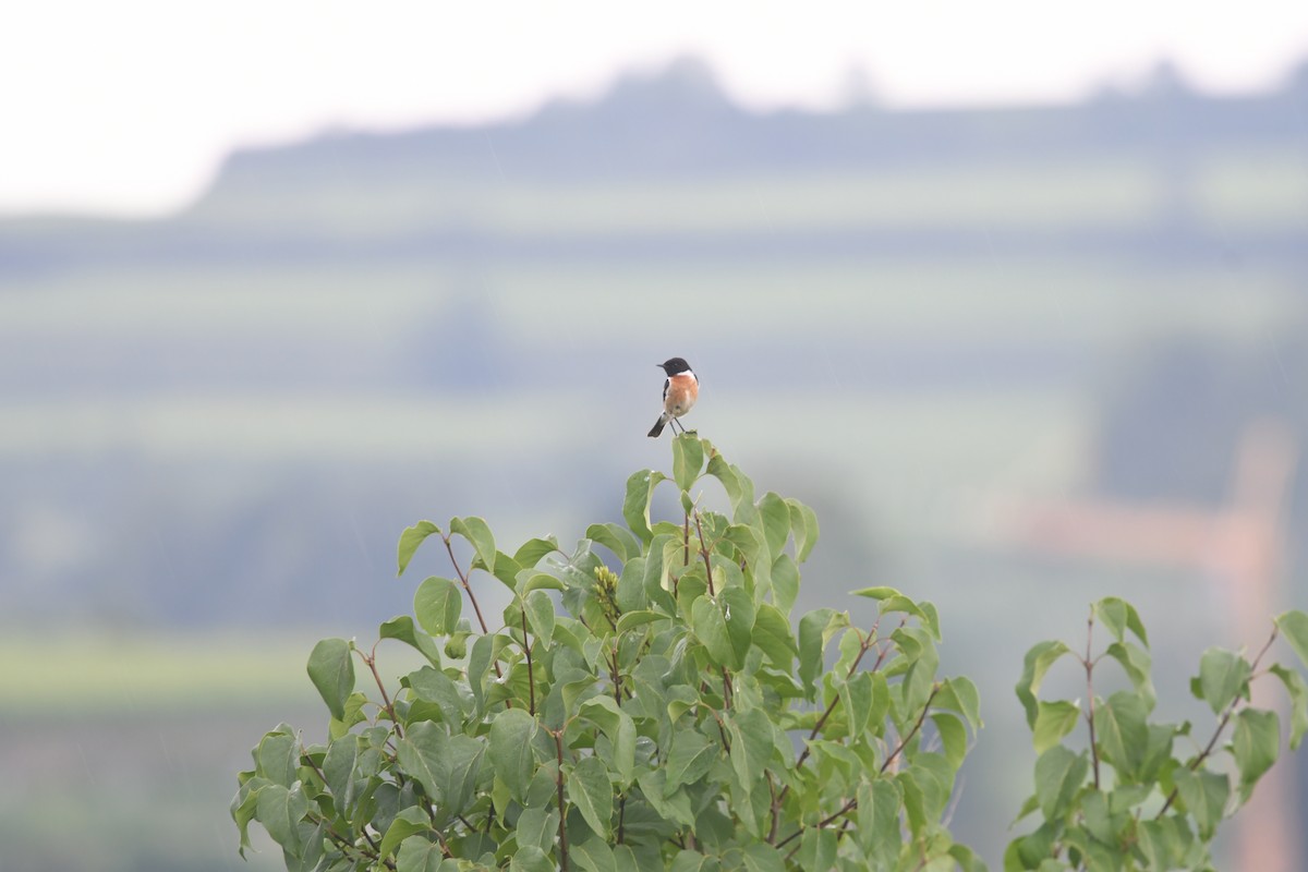 Tarabilla Europea - ML647781474