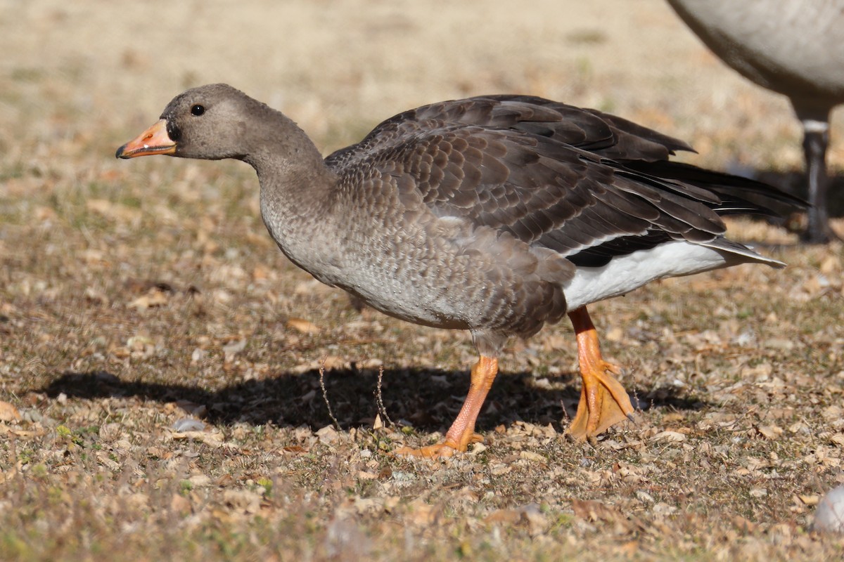 Ánsar Careto - ML647781475