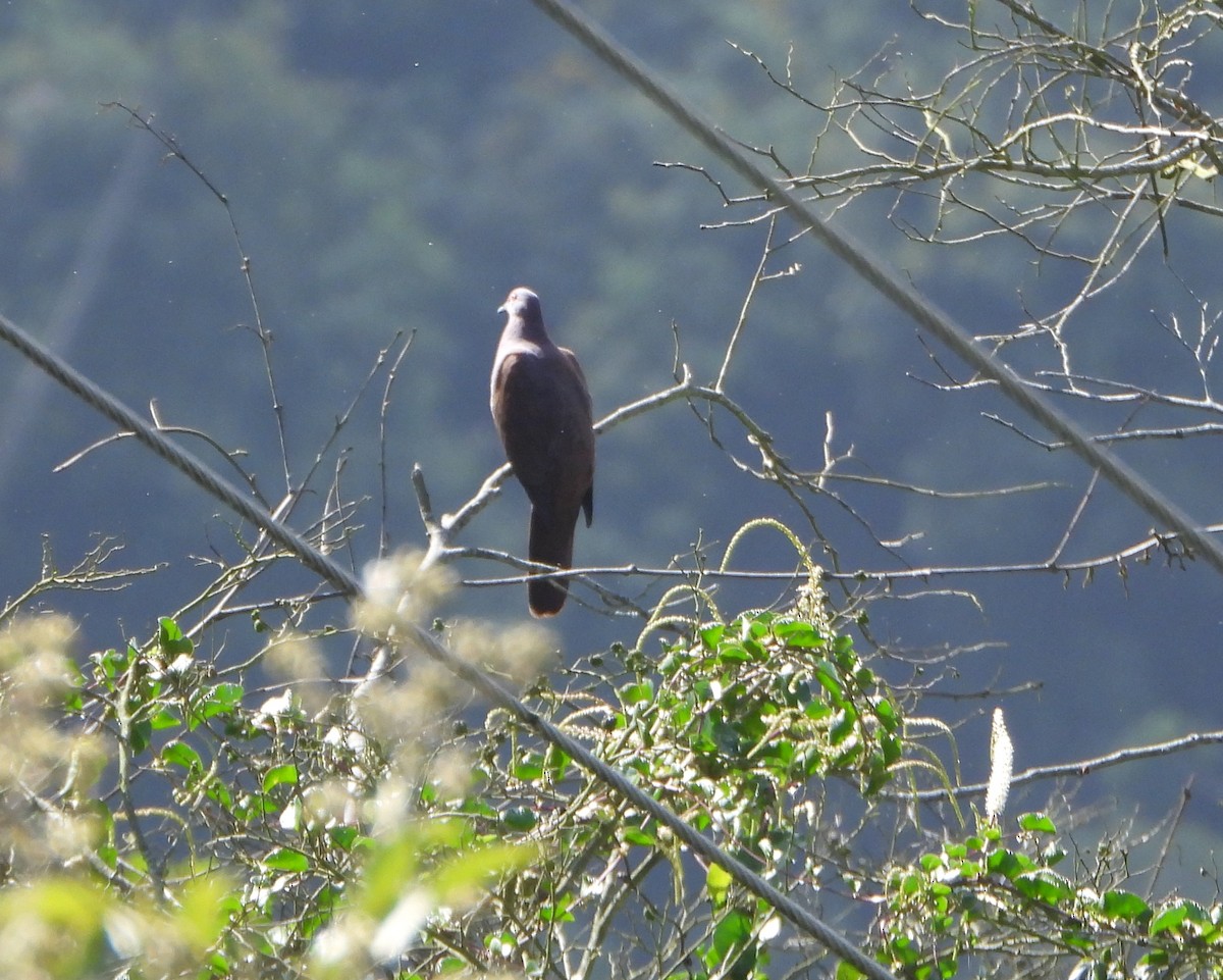 Paloma Vinosa - ML647781477