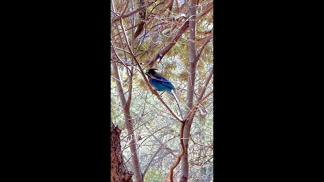 Steller's Jay - ML647781478