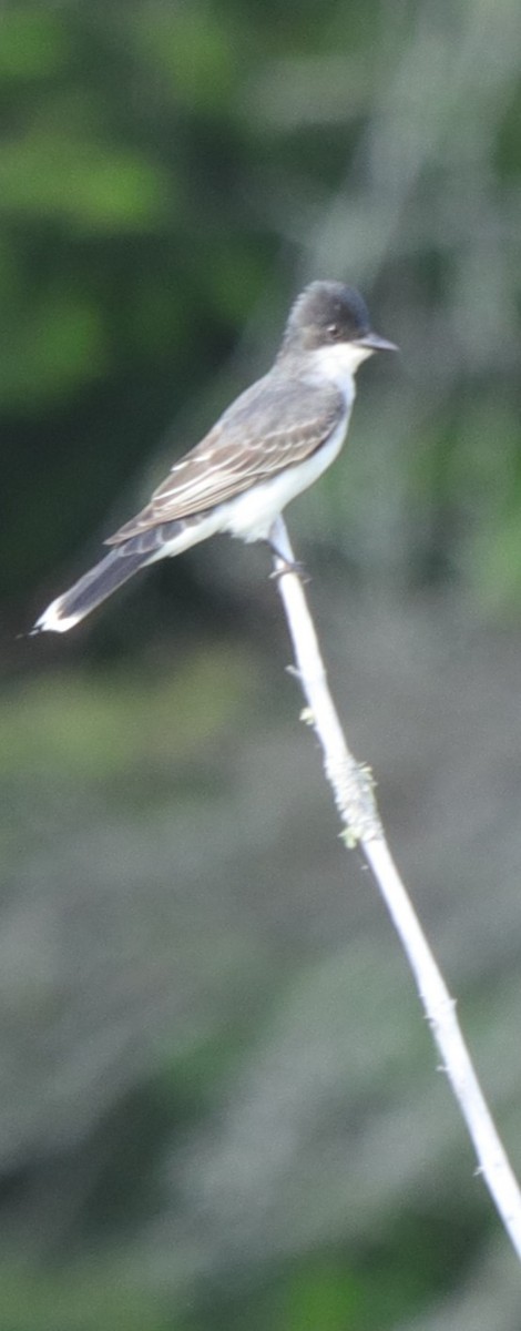 Tyran tritri - ML647781507