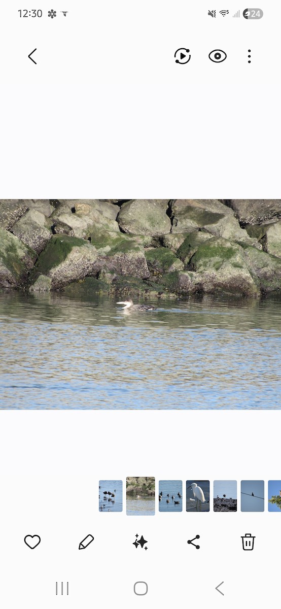 Common Loon - ML647781511