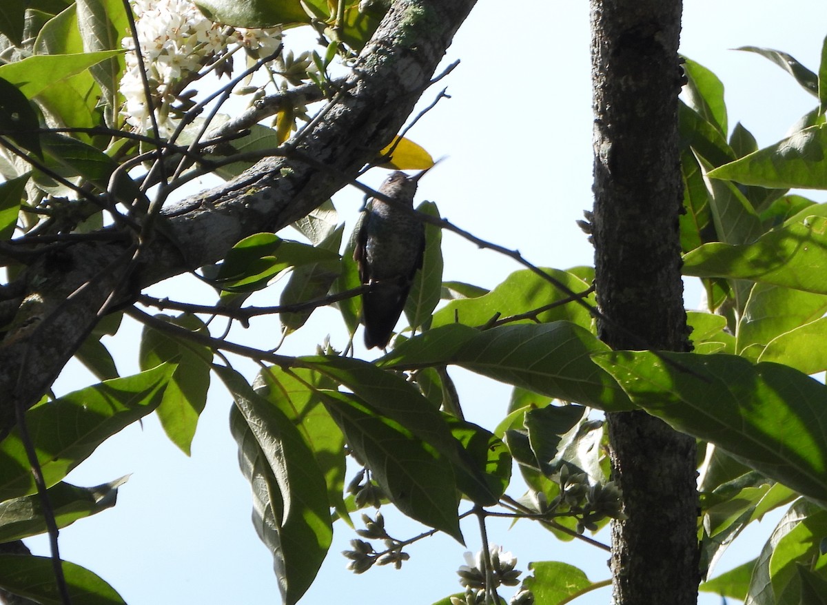 Golden-tailed Sapphire - ML647781522