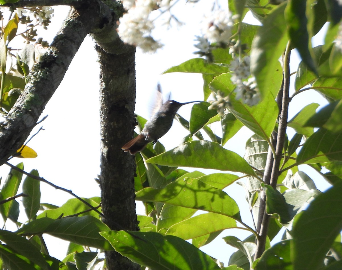 Golden-tailed Sapphire - ML647781523