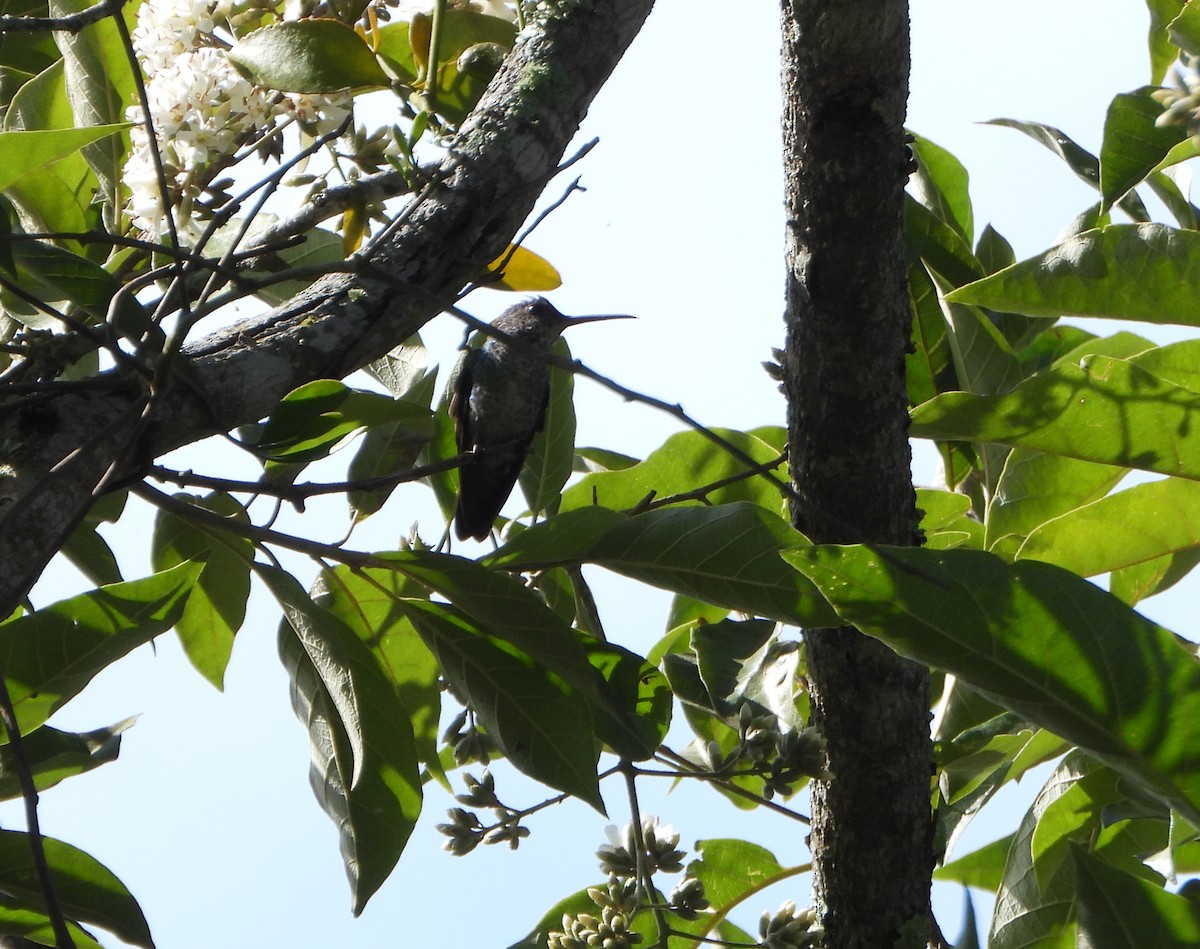 Golden-tailed Sapphire - ML647781524