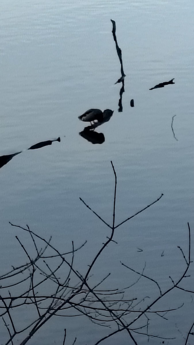 Mallard - ML647781532