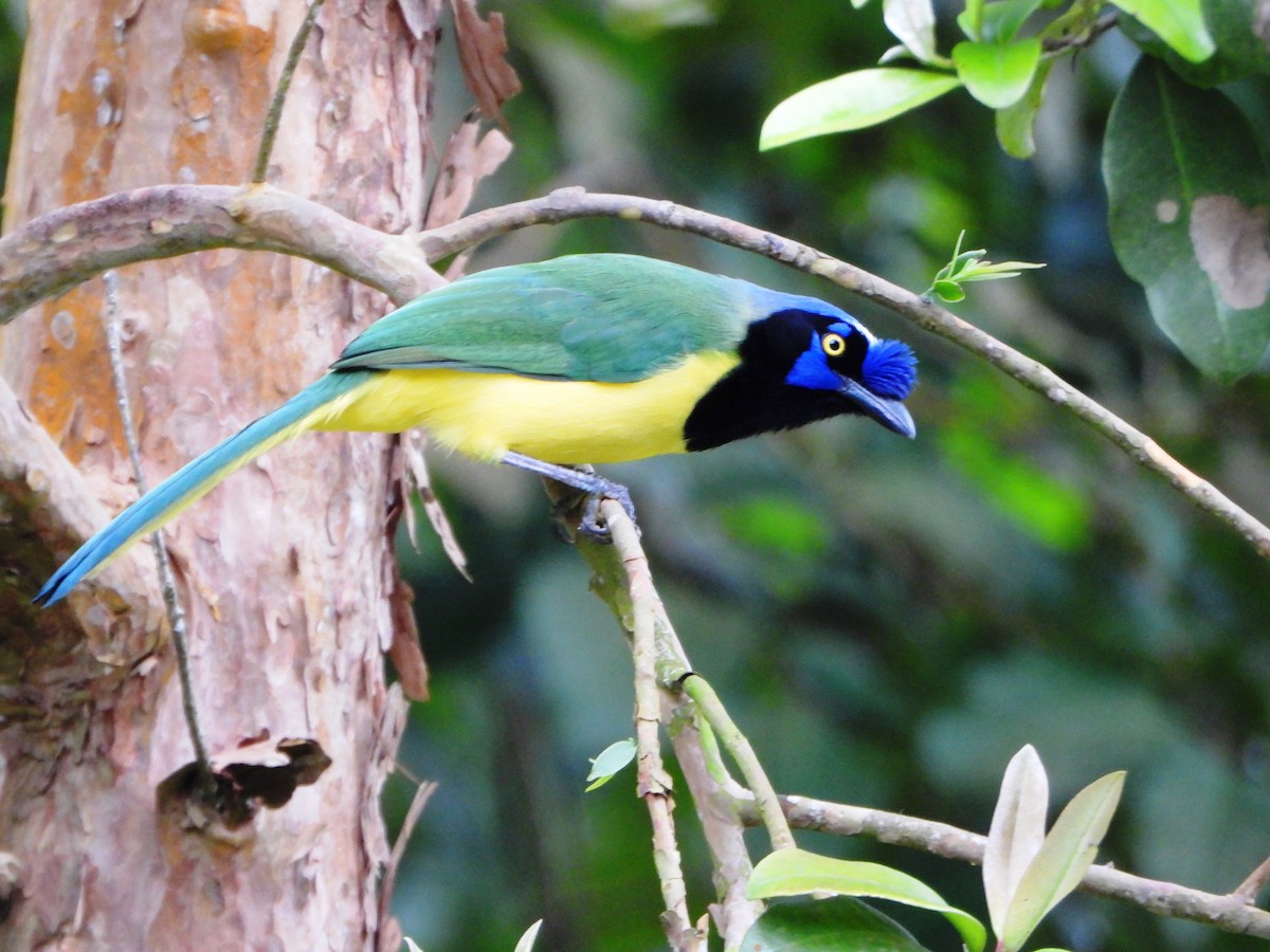 インカサンジャク - ML647781546