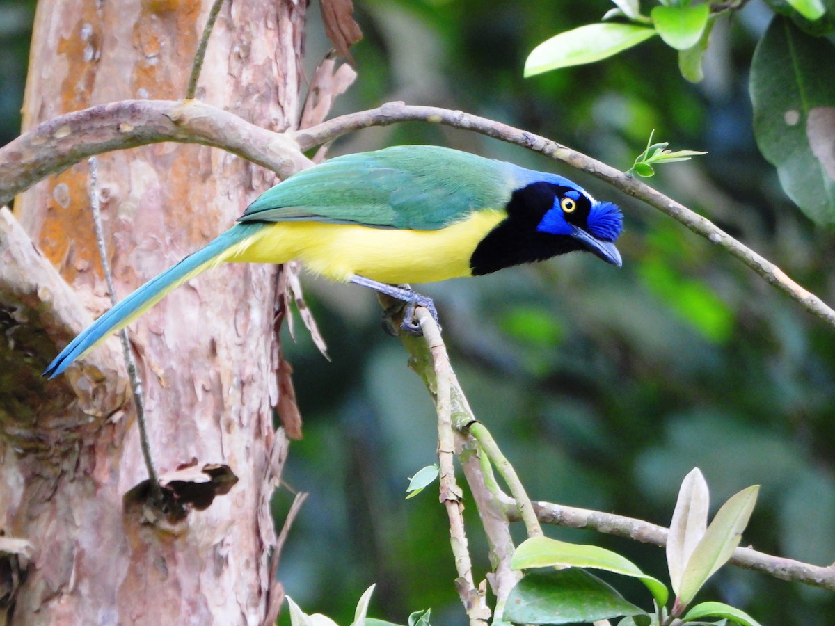 インカサンジャク - ML647781547