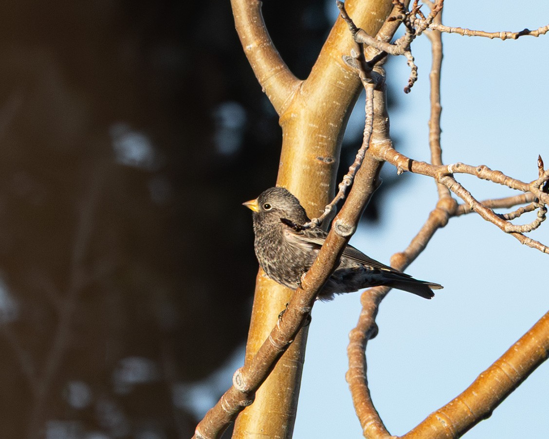 Black Rosy-Finch - ML647781565