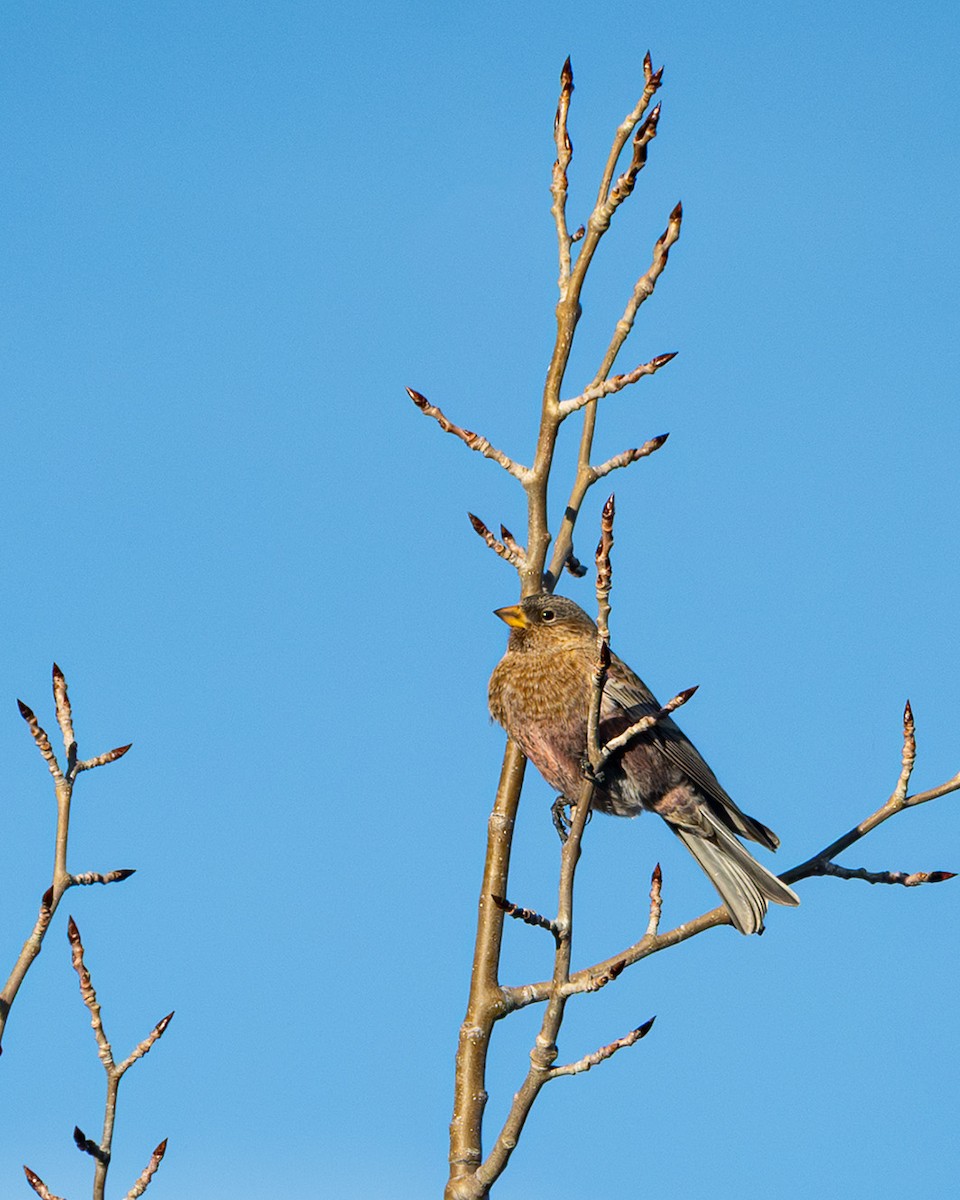 Brown-capped Rosy-Finch - ML647781568