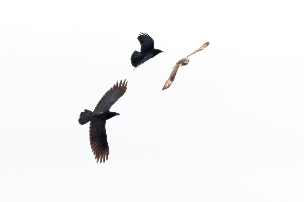 Short-eared Owl - ML647781693