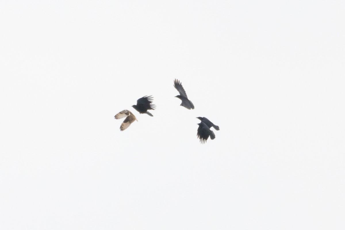 Short-eared Owl - ML647781694