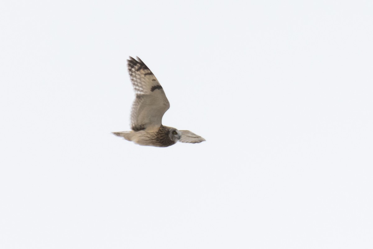 Short-eared Owl - ML647781695