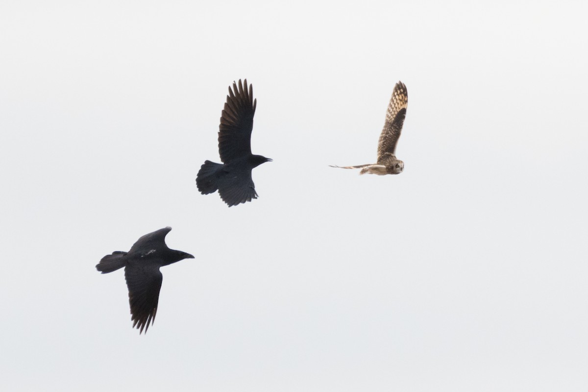 Short-eared Owl - ML647781697