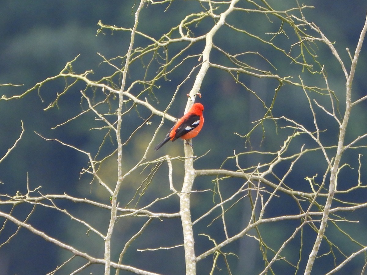 White-winged Tanager - ML647781813
