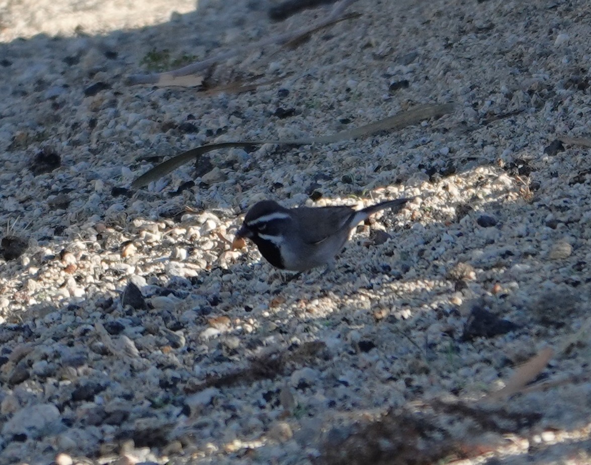 ノドグロヒメドリ - ML647781839