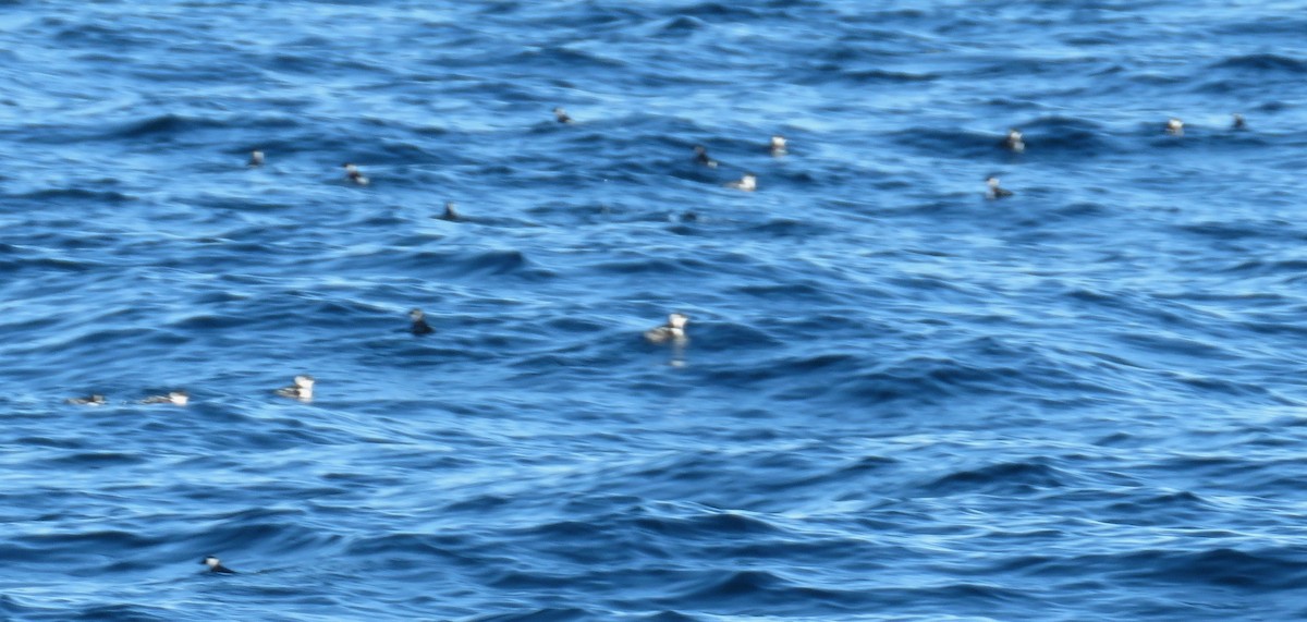 alkekonge - ML647781918