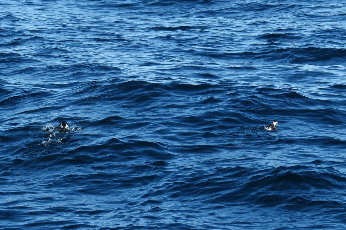 alkekonge - ML647781919