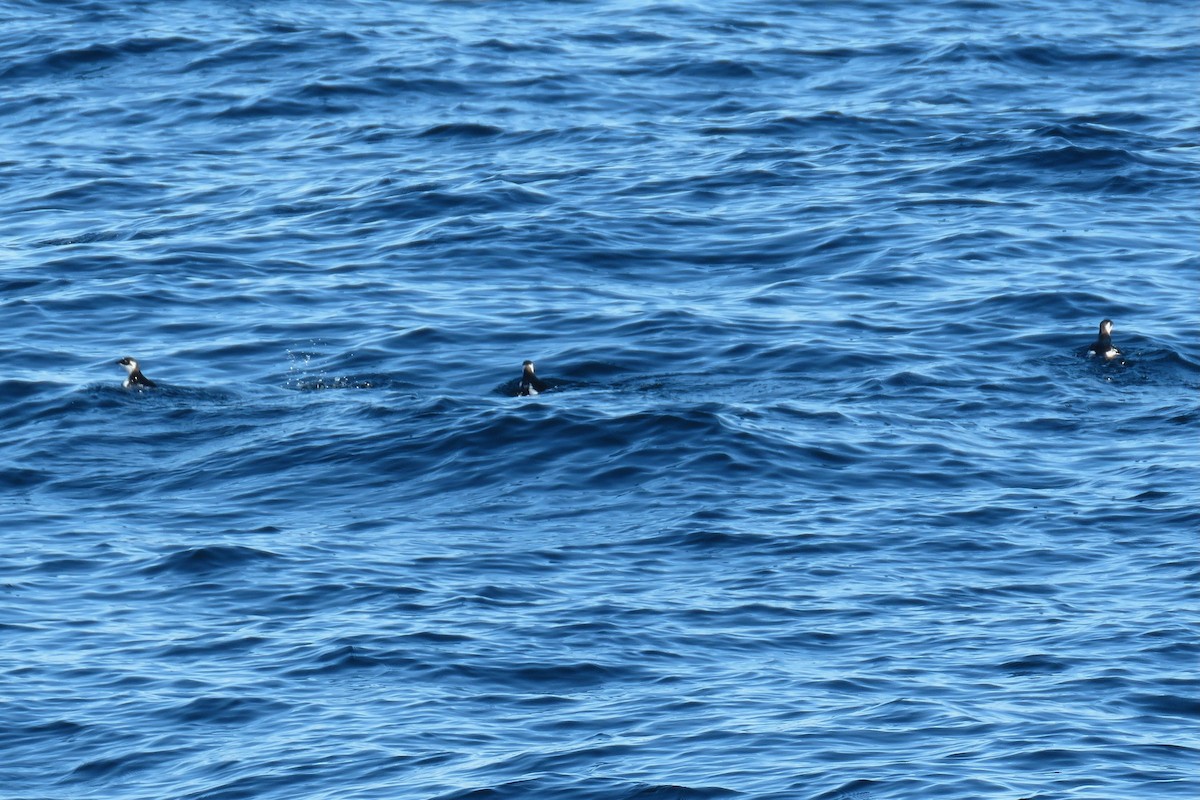 alkekonge - ML647781920