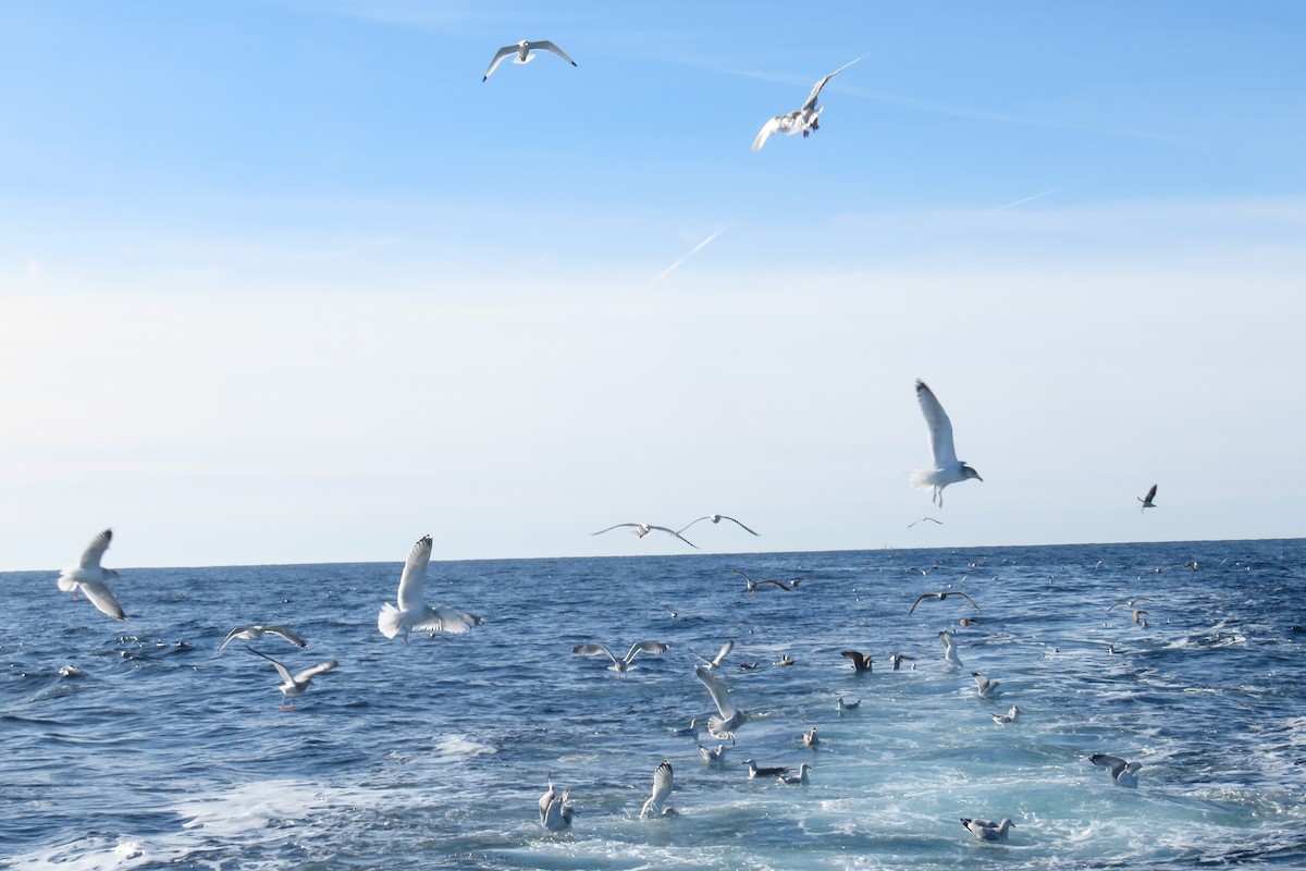 Kara Ayaklı Martı - ML647781924