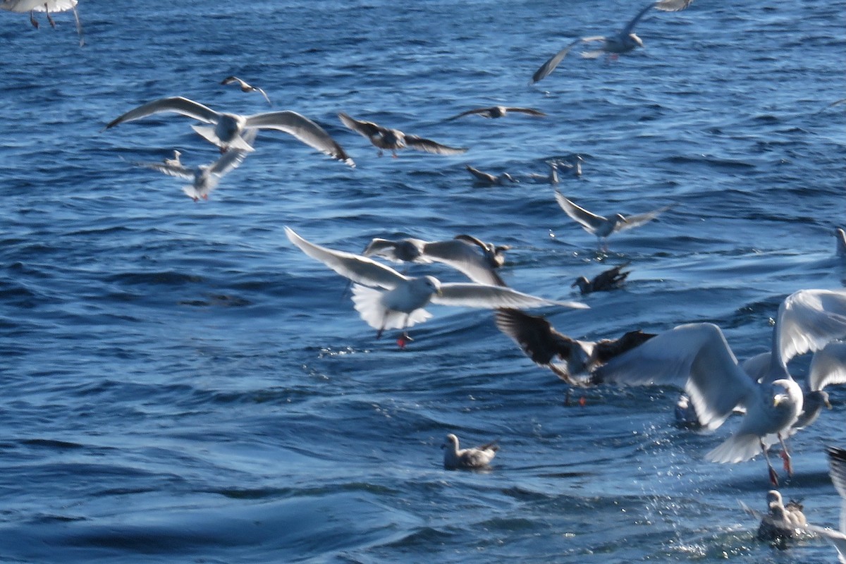 Grönland Martısı - ML647781930