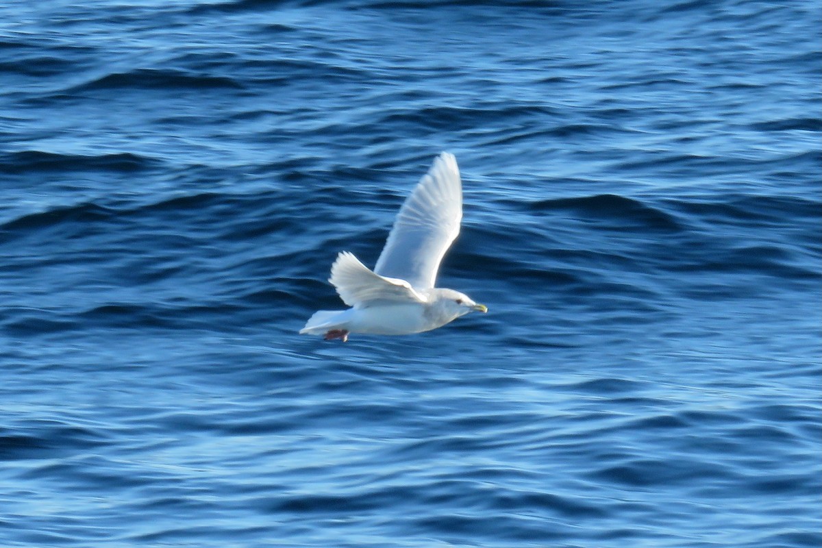 Grönland Martısı - ML647781931