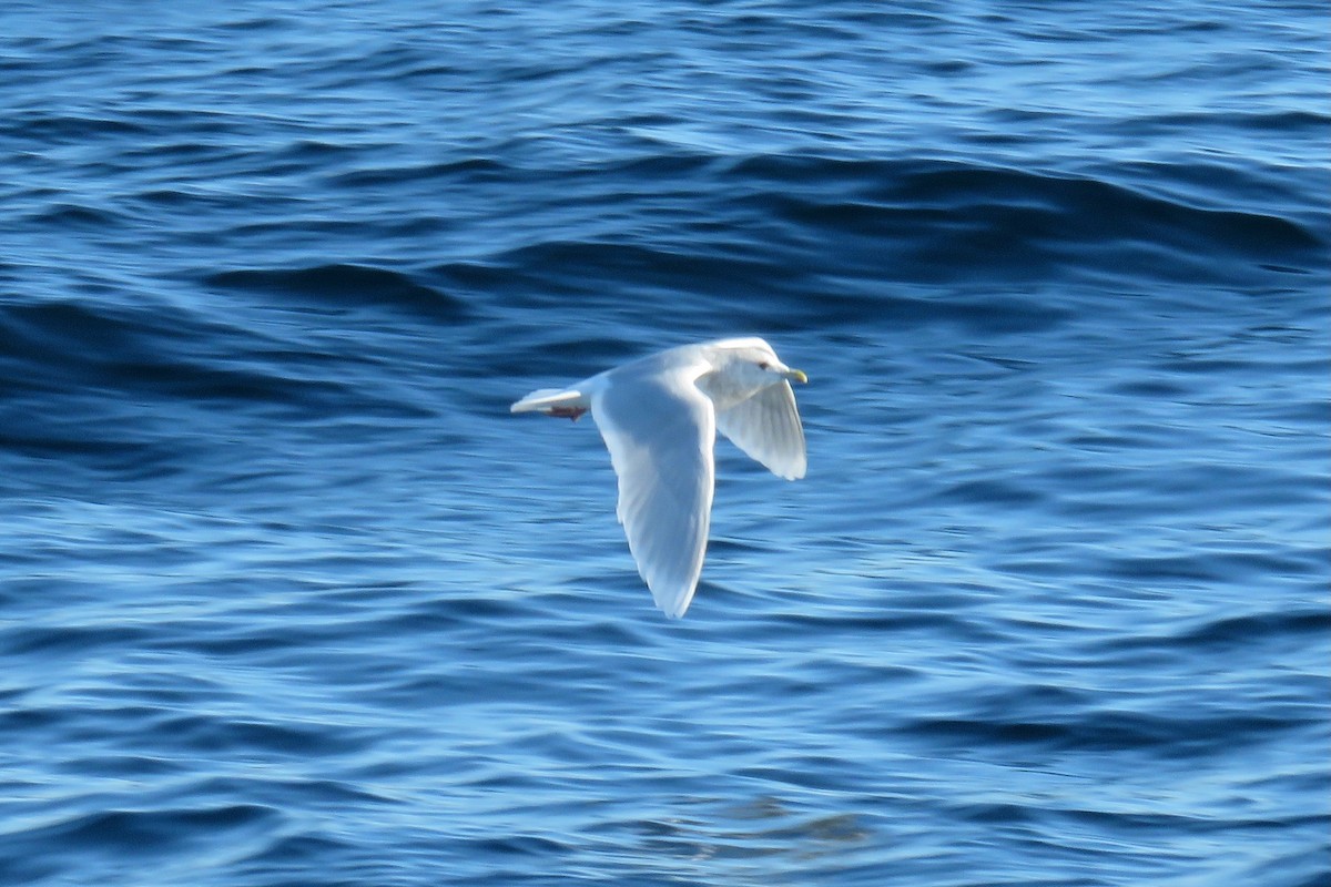 Grönland Martısı - ML647781932