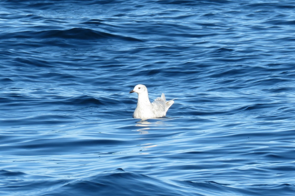 Grönland Martısı - ML647781933