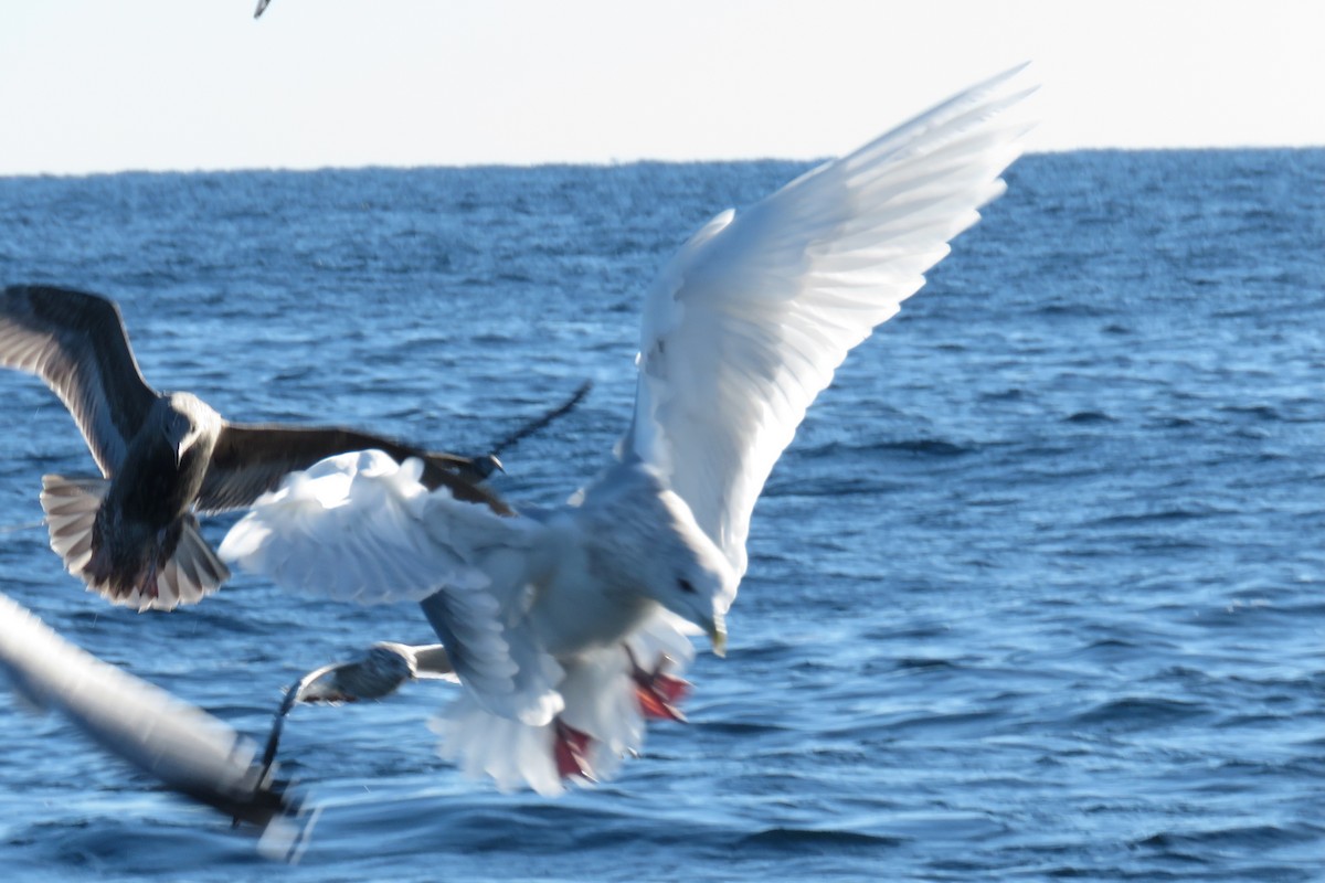 Grönland Martısı - ML647781934