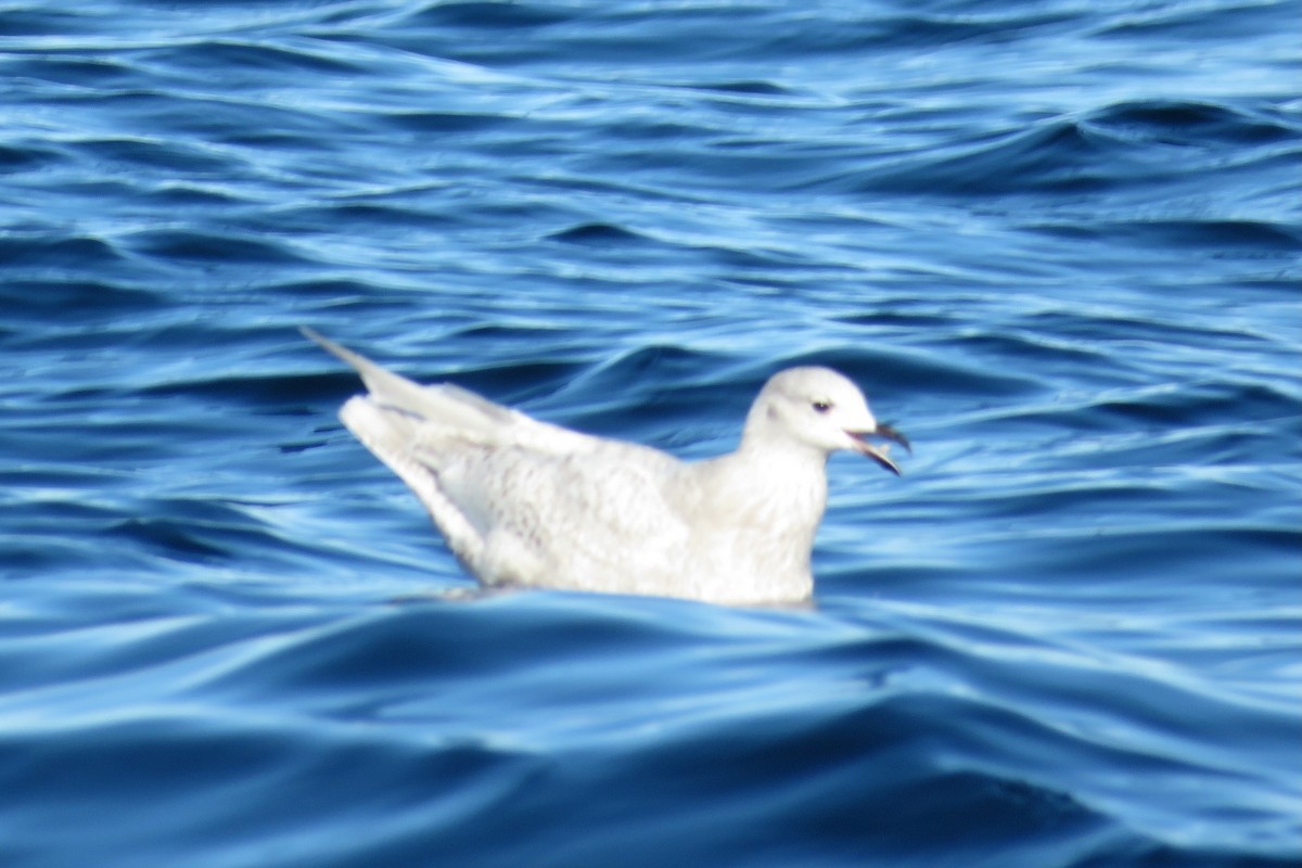 Grönland Martısı - ML647781935