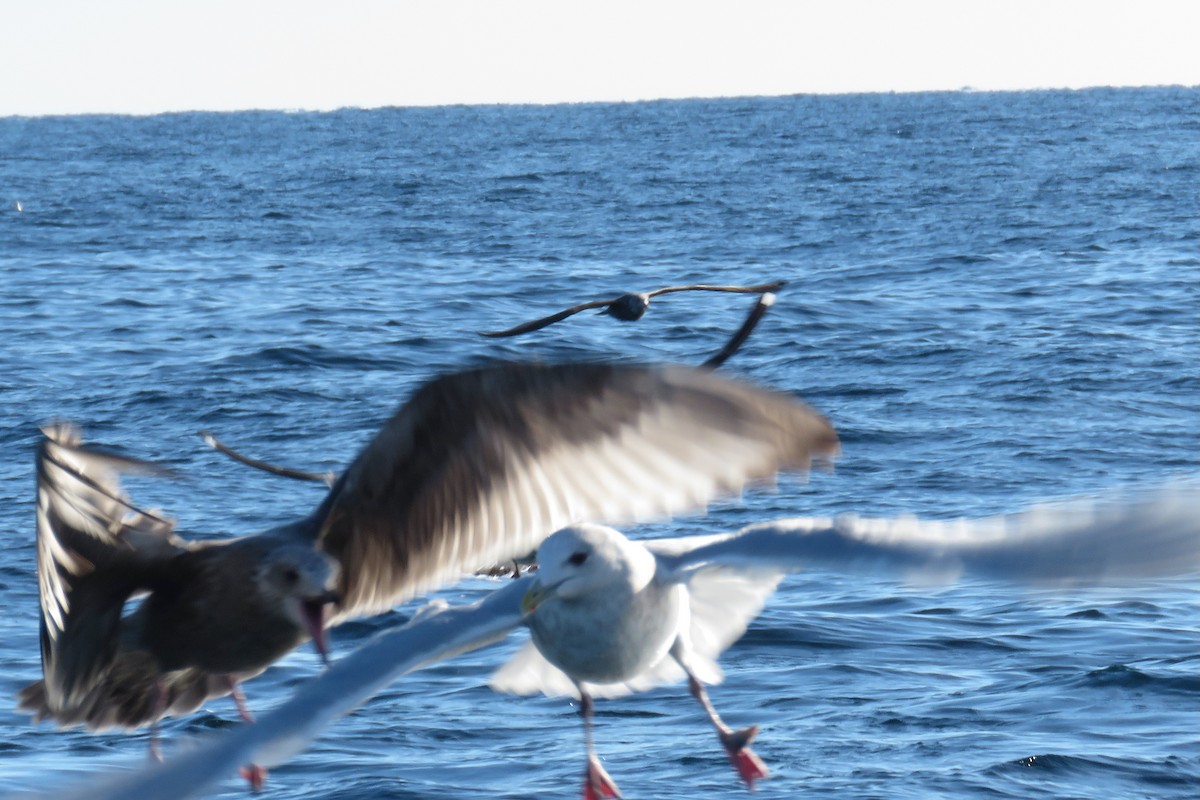 Grönland Martısı - ML647781936