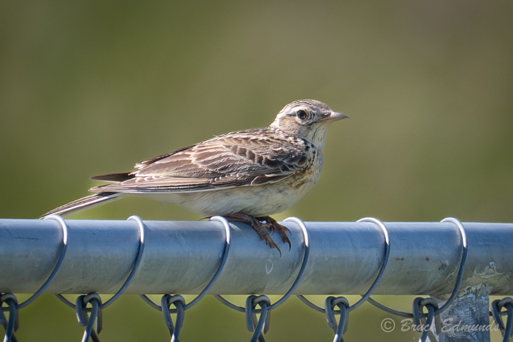 Eurasian Skylark - ML647781938