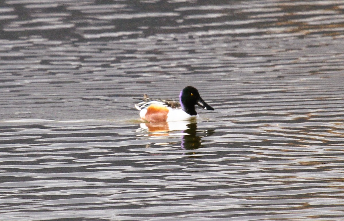 Cuchara Común - ML647781965