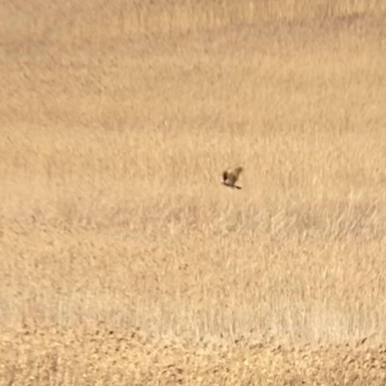 Western Marsh Harrier - ML647781974