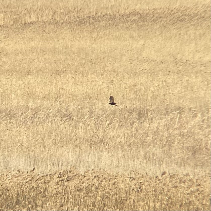 Western Marsh Harrier - ML647781975