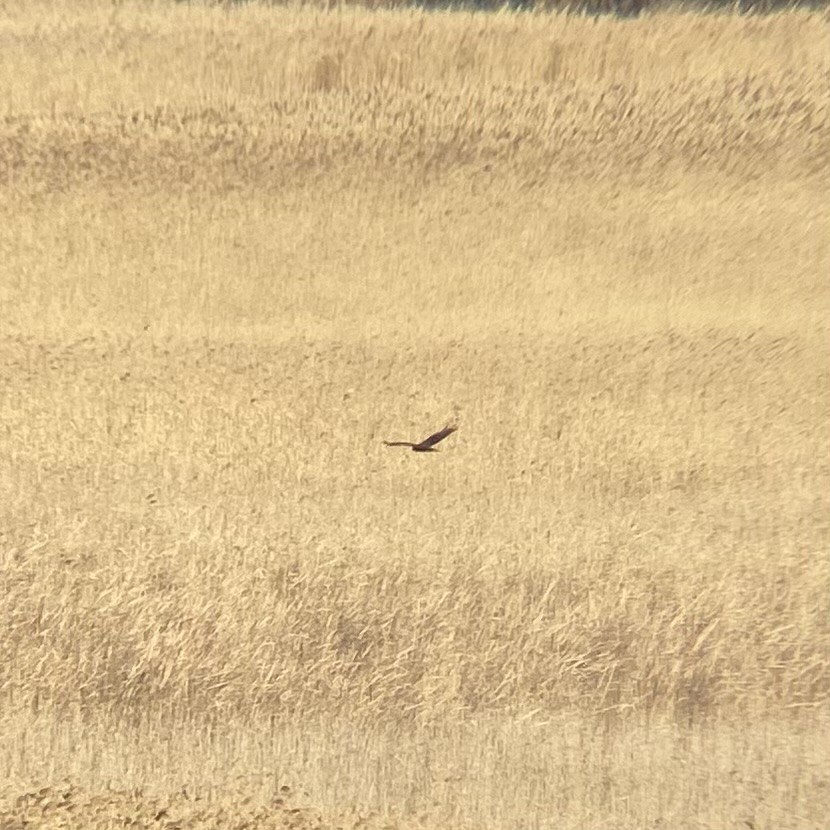 Western Marsh Harrier - ML647781976